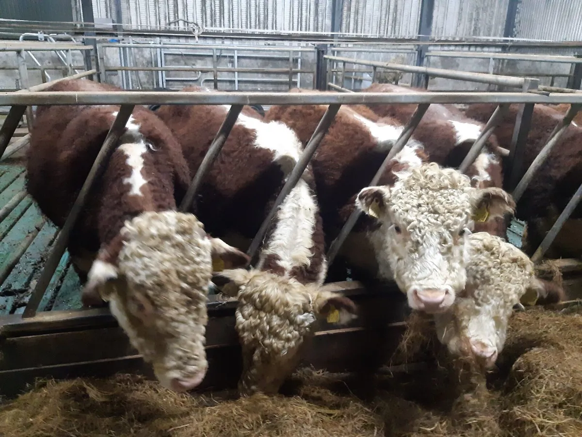 Easy calving Hereford bulls - Image 4