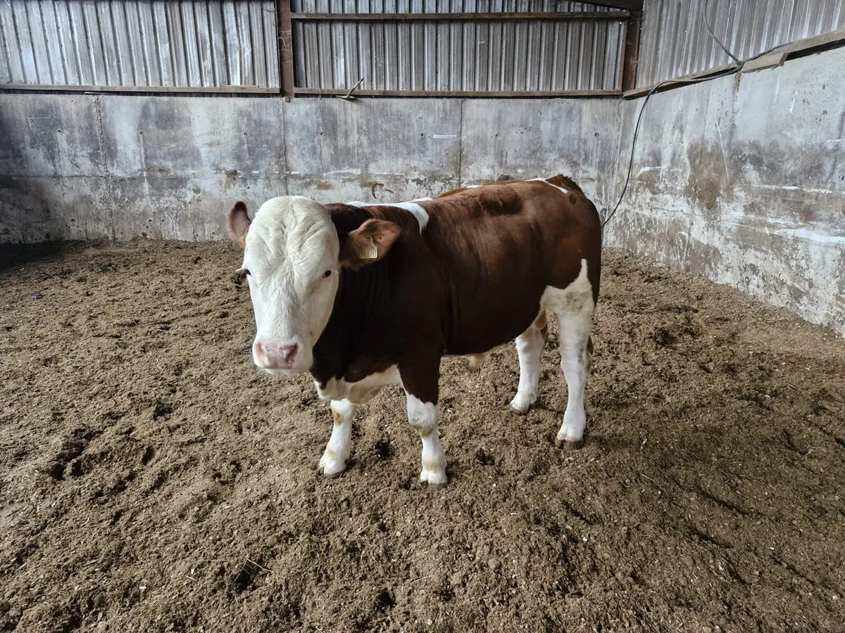 Pure Bred limousine bulls - Image 1