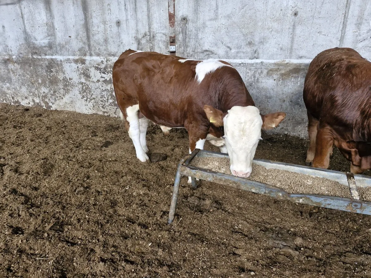 Pure Bred limousine bulls - Image 2