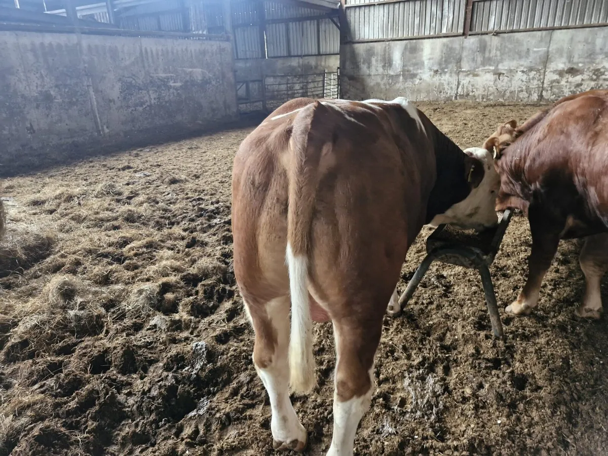Pure Bred limousine bulls - Image 3