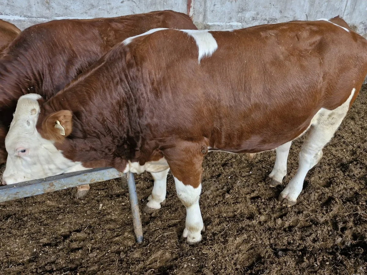 Pure Bred limousine bulls - Image 4