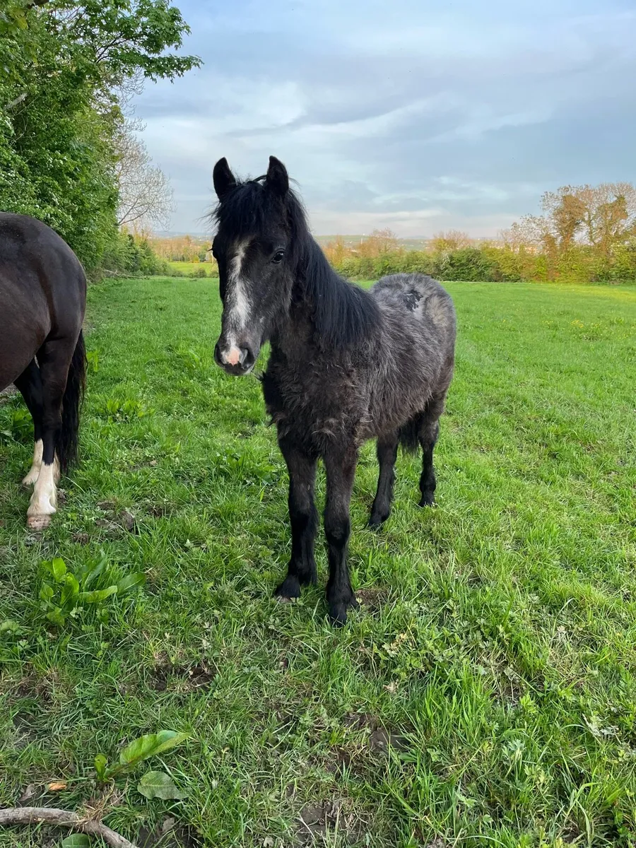 Filly - Image 1