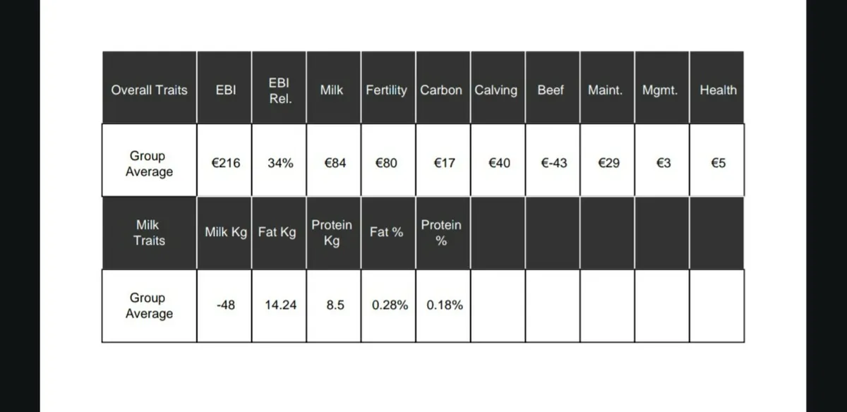 ** AUTUMN CALVING HEIFERS ** - Image 3