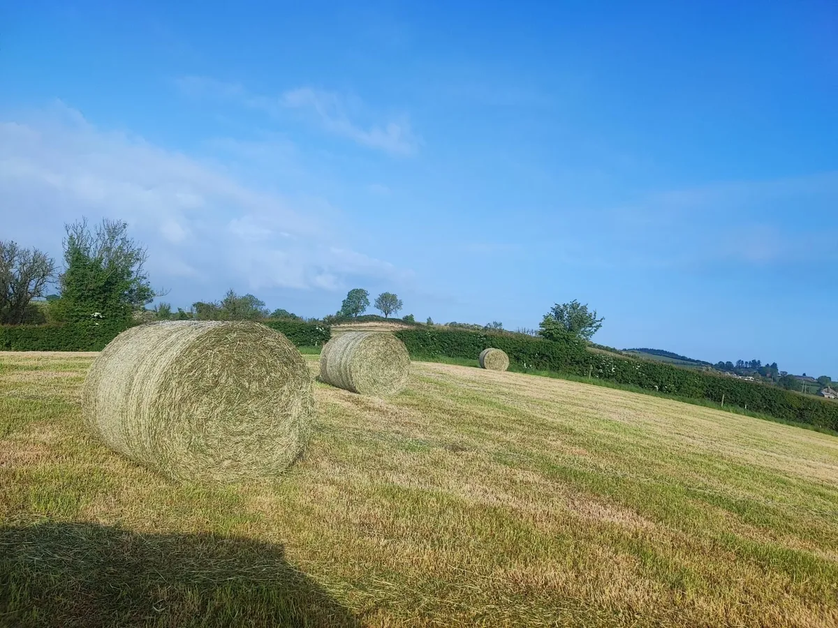Round bales of top class hay - Image 1