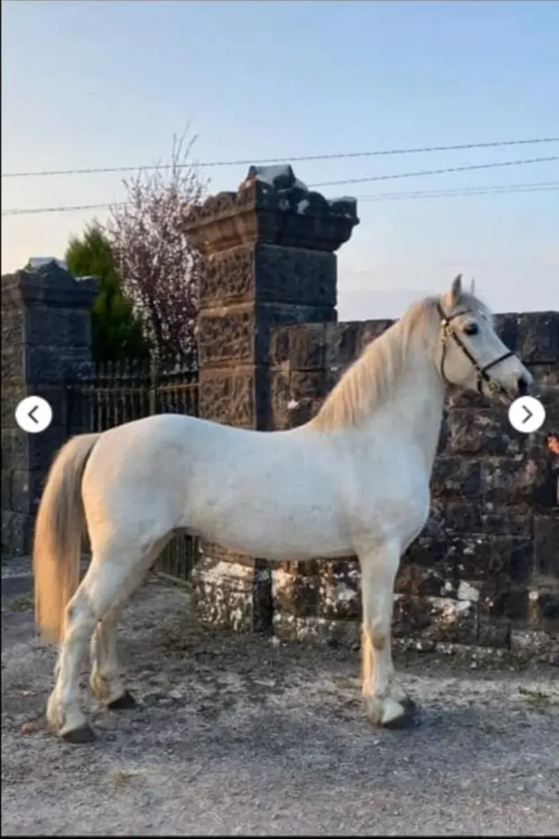 🐴Connemara grade A stallion at stud🐴 - Image 1
