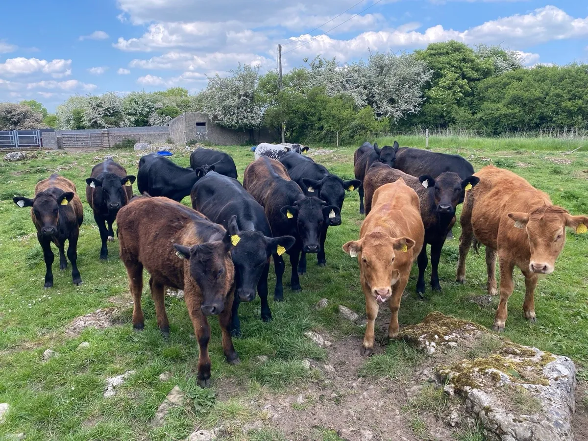 5 Star Genotyped Angus Cross Heifers - Image 2