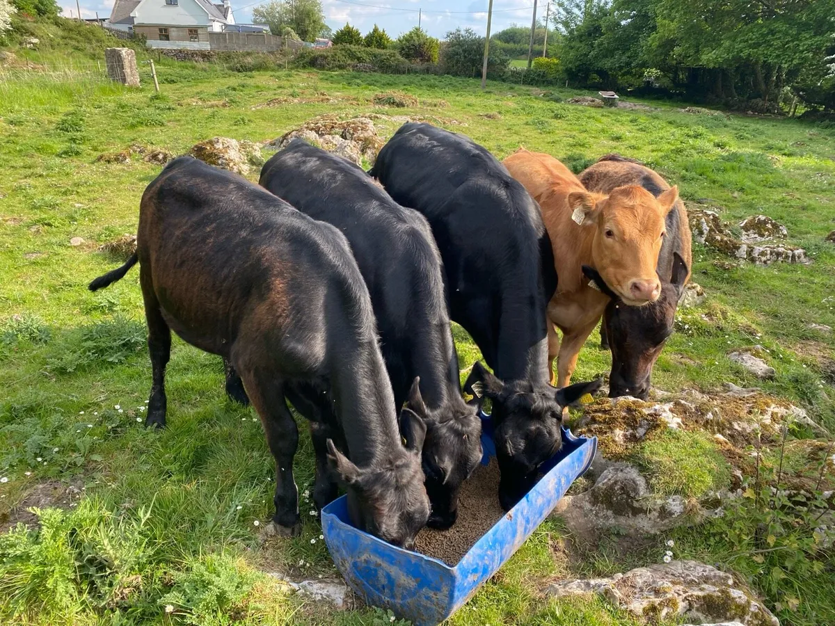5 Star Genotyped Angus Cross Heifers - Image 1