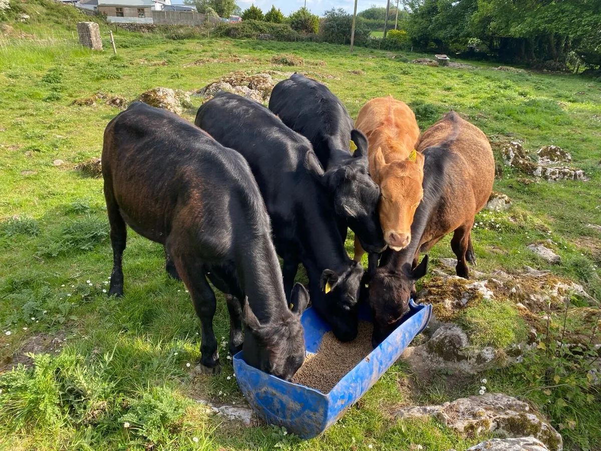 5 Star Genotyped Angus Cross Heifers - Image 4
