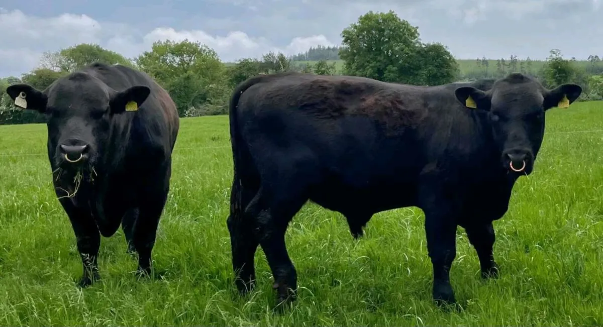 Aberdeen Angus Bull - Image 1