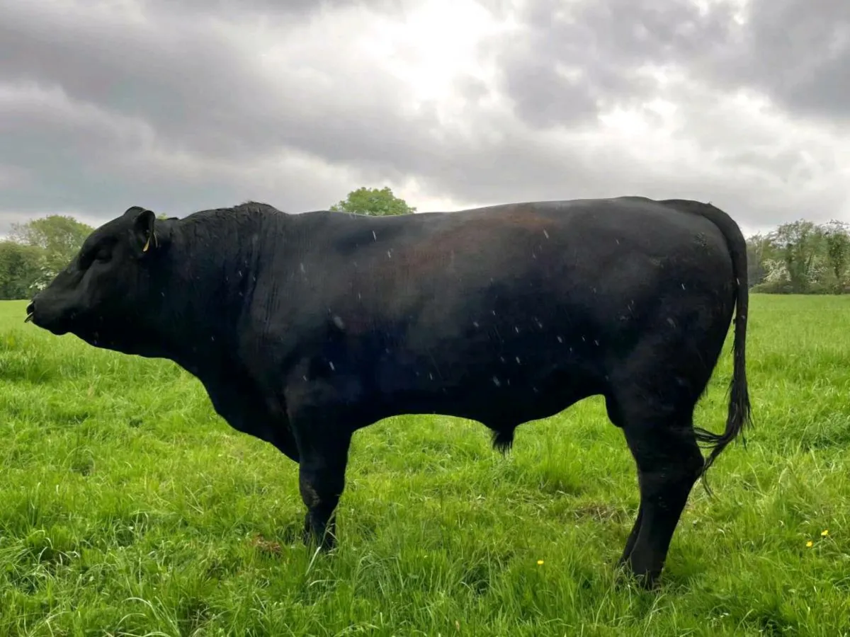 Aberdeen Angus Bull - Image 2