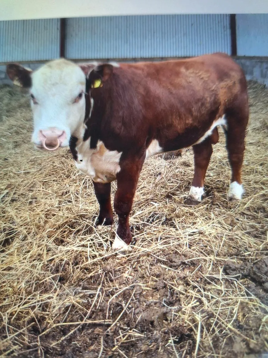 Polled Hereford bull for  heifers - Image 2