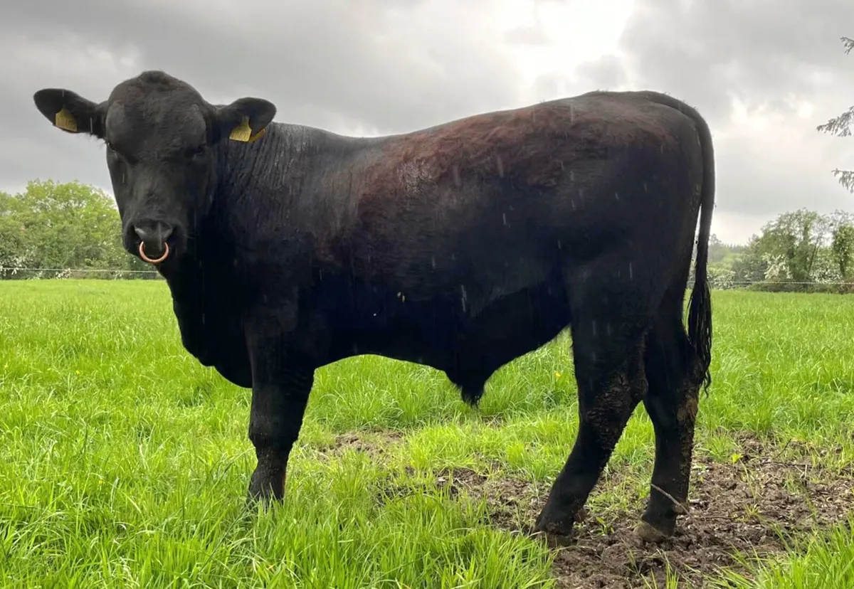 Aberdeen Angus Bull - Image 3