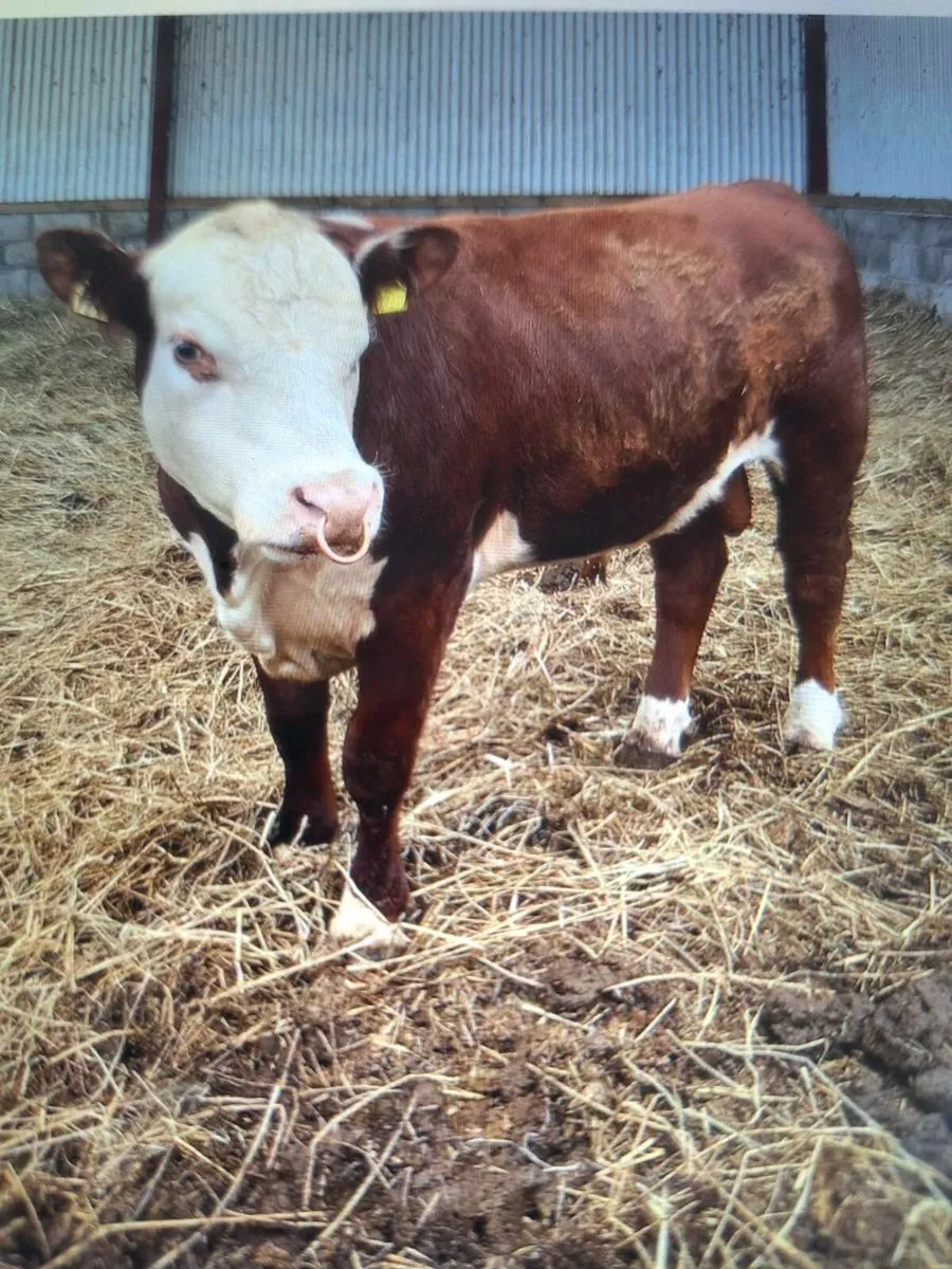 Polled Hereford bull for  heifers - Image 3
