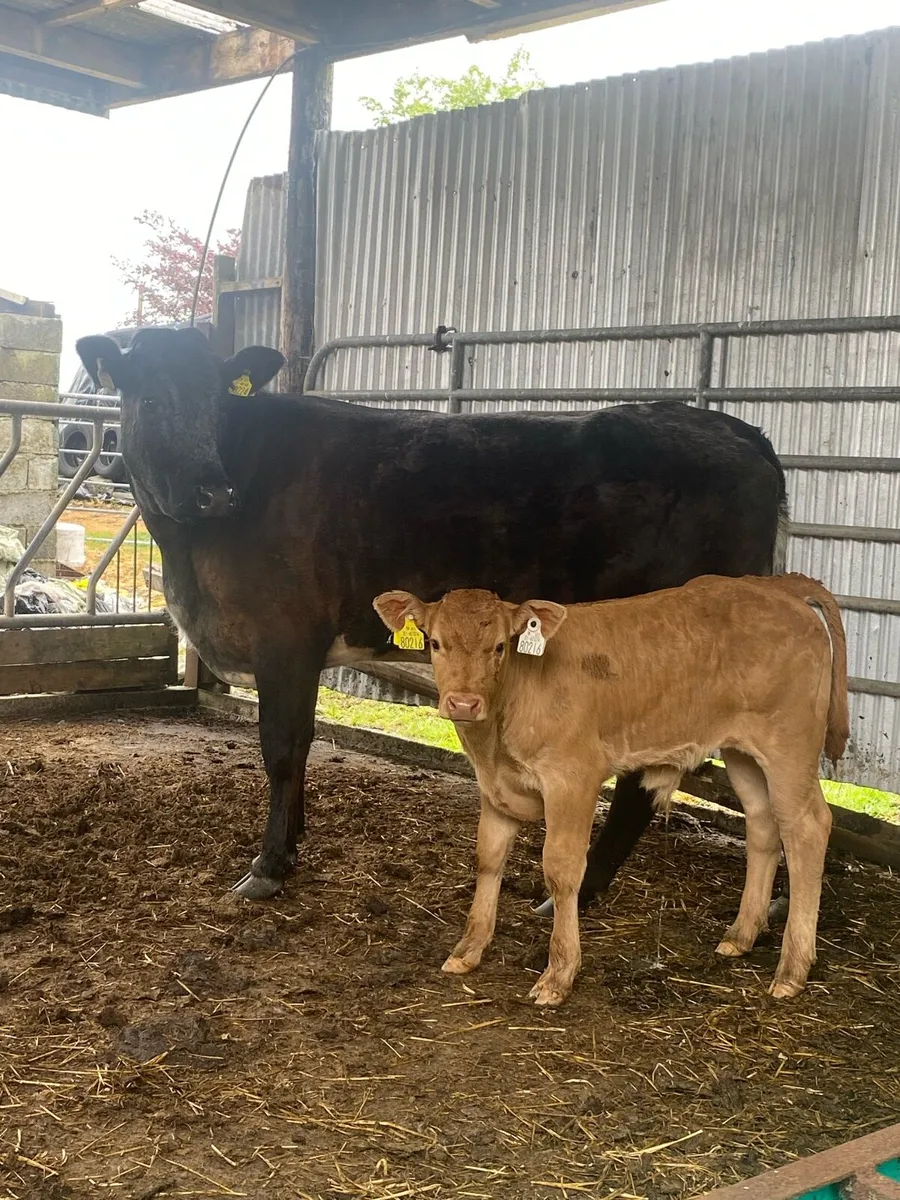 Super LMX cross BB teen for Balla today lot 2600 - Image 1