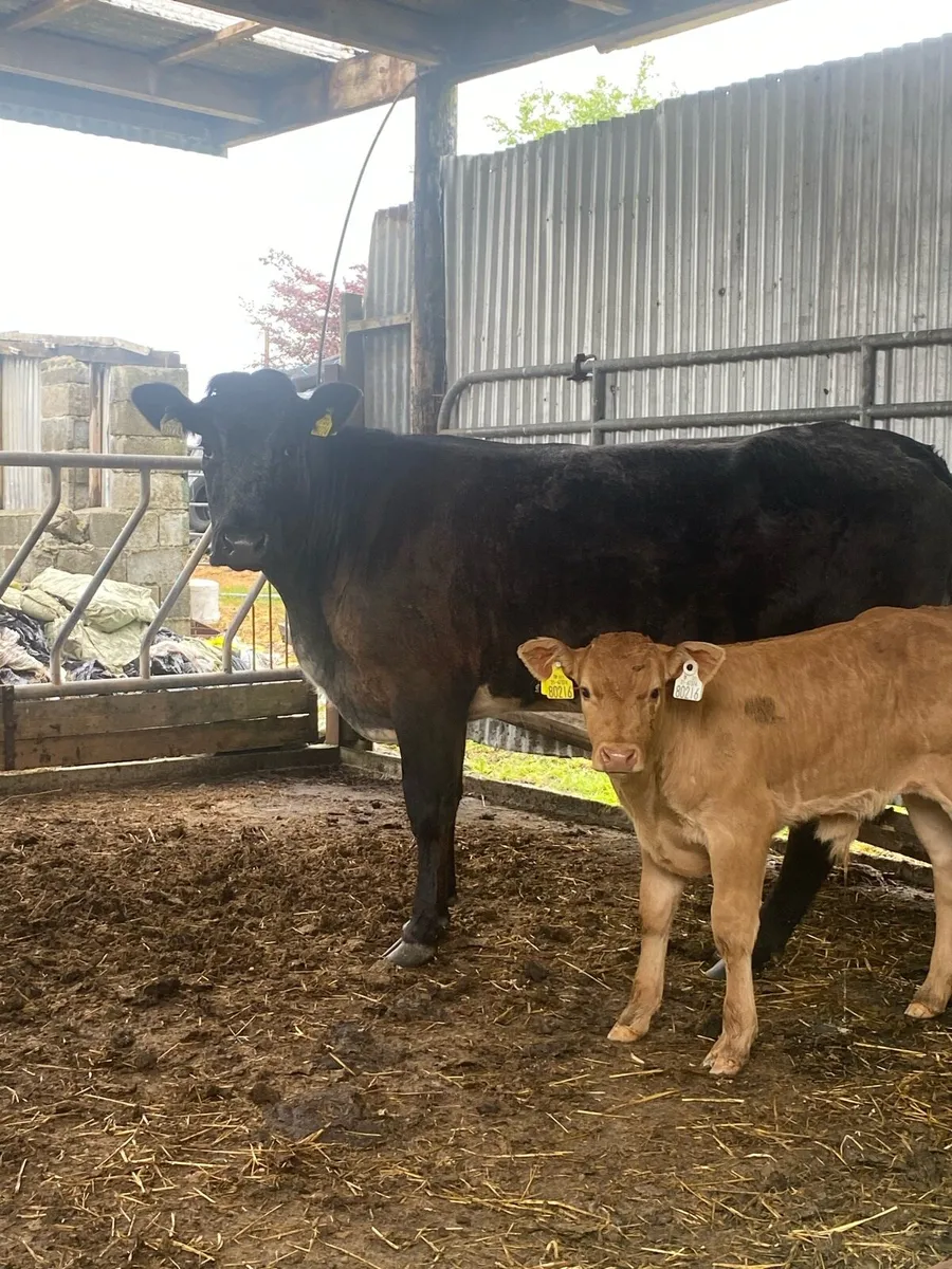 Super LMX cross BB teen for Balla today lot 2600 - Image 2