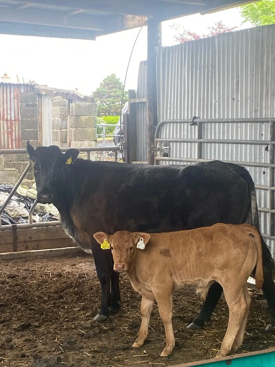 Super LMX cross BB teen for Balla today lot 2600 - Image 3