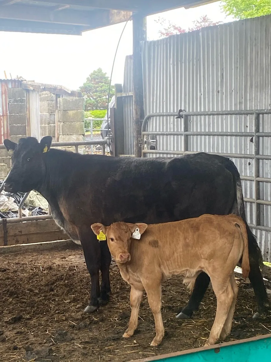 Super LMX cross BB teen for Balla today lot 2600 - Image 4