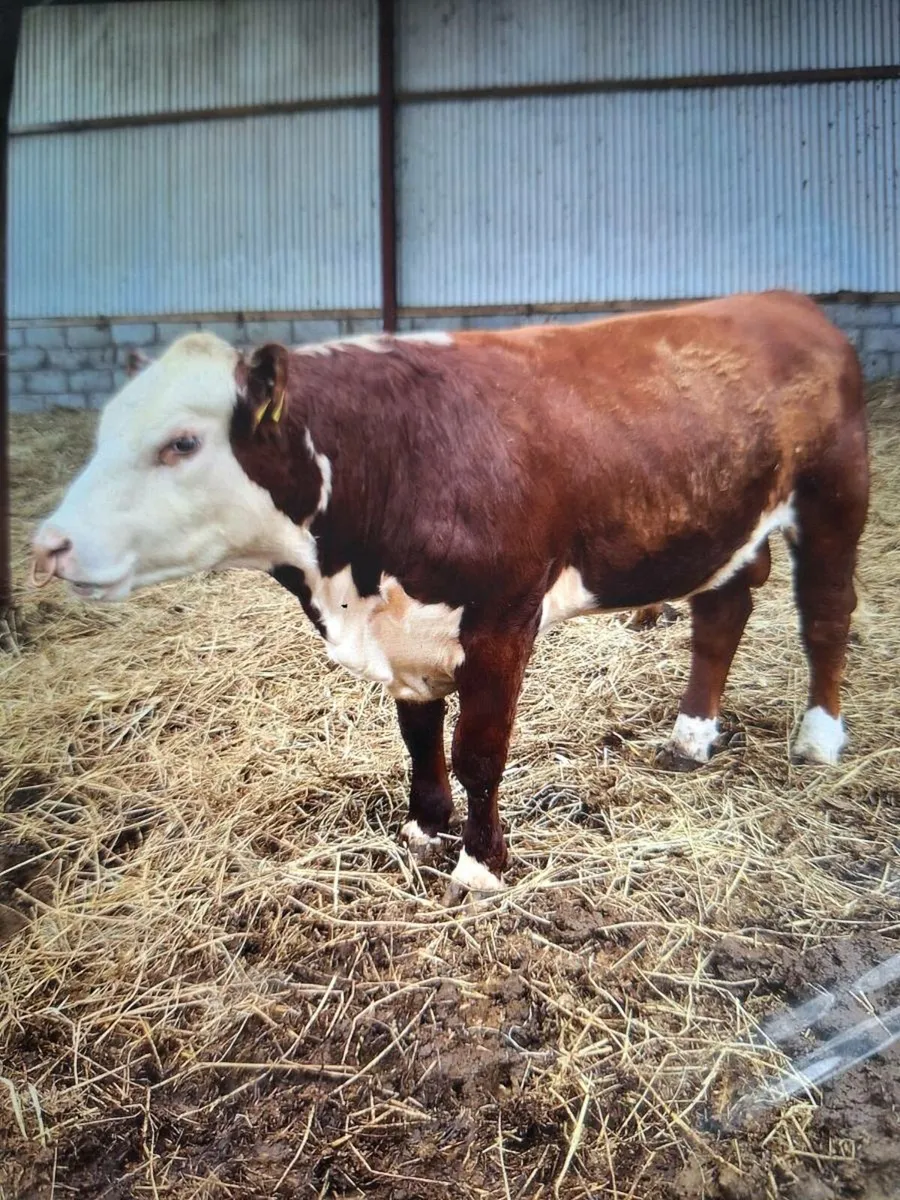 Polled Hereford bull for  heifers - Image 4