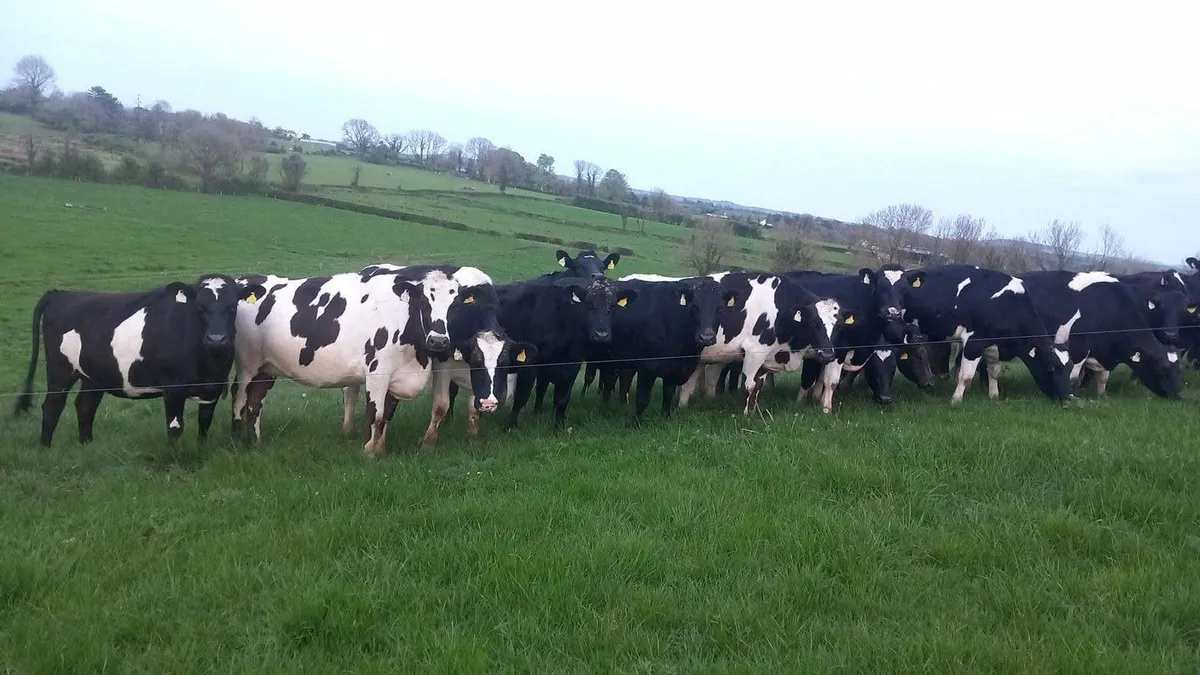 ** AUTUMN CALVING HEIFERS ** - Image 2