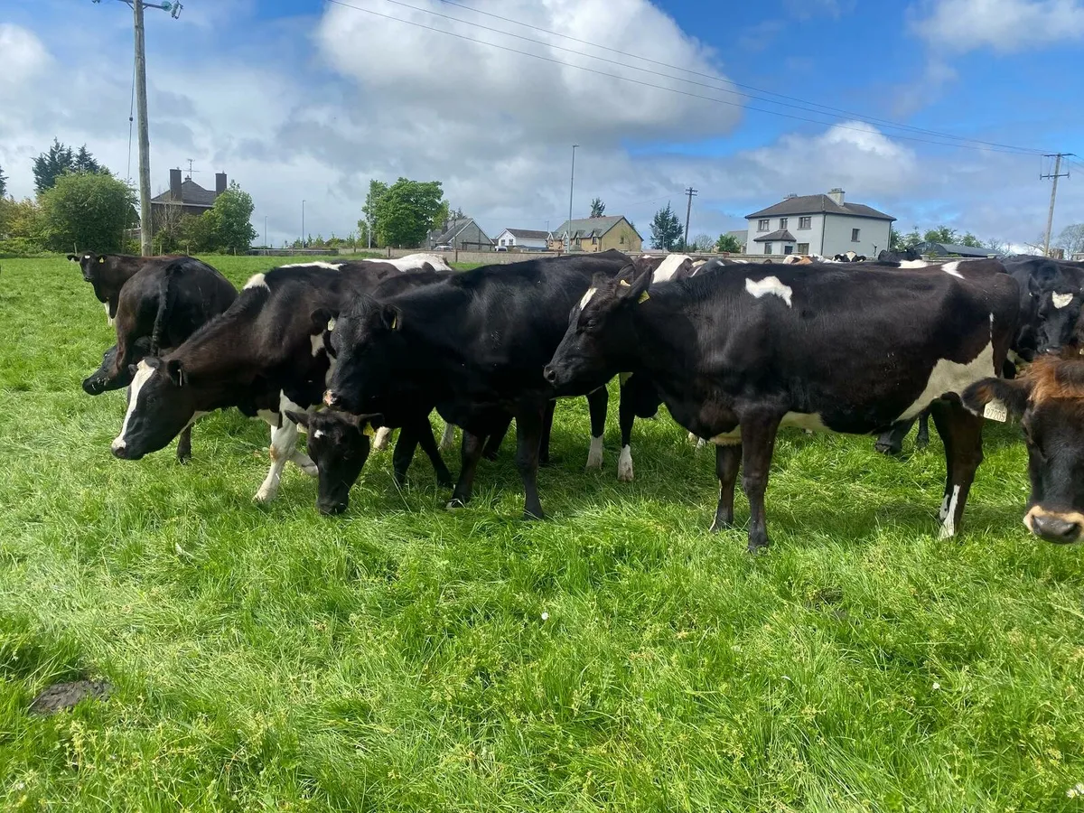** AUTUMN CALVING HEIFERS ** - Image 1