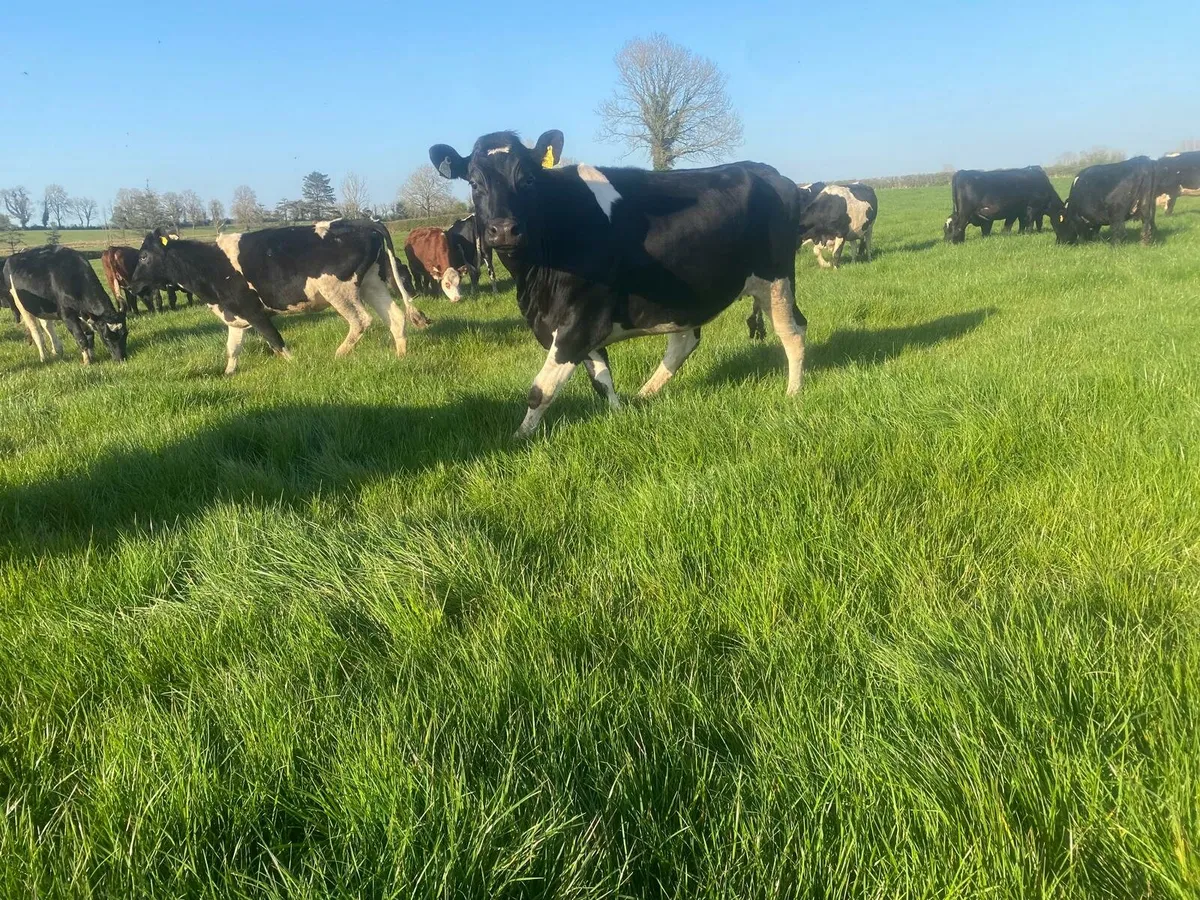 ** AUTUMN CALVING HEIFERS ** - Image 4