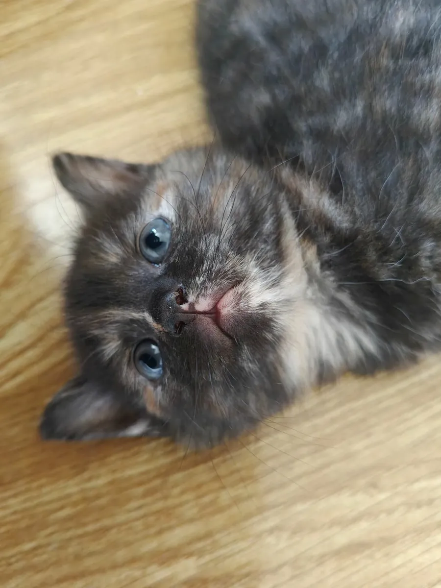 Kitten - Image 1