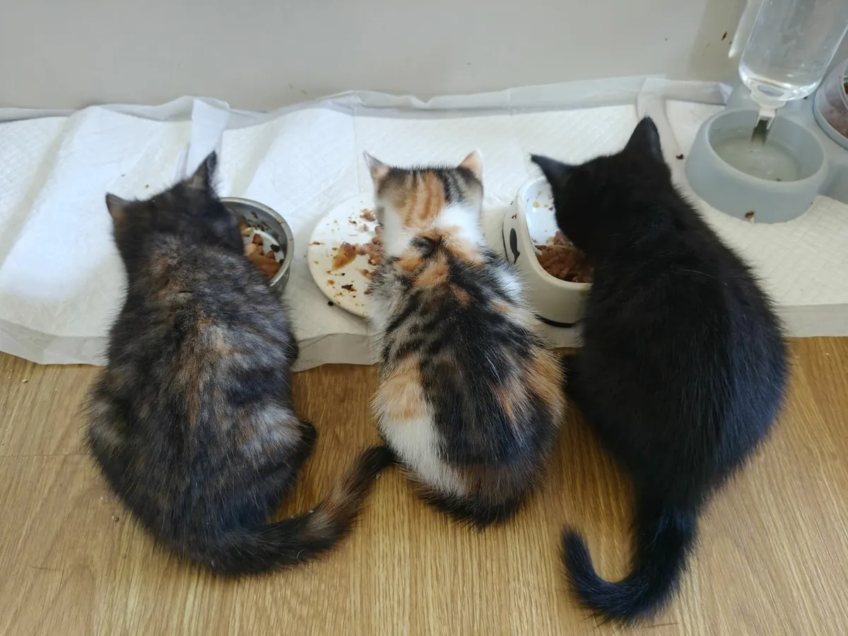 Kitten - Image 2