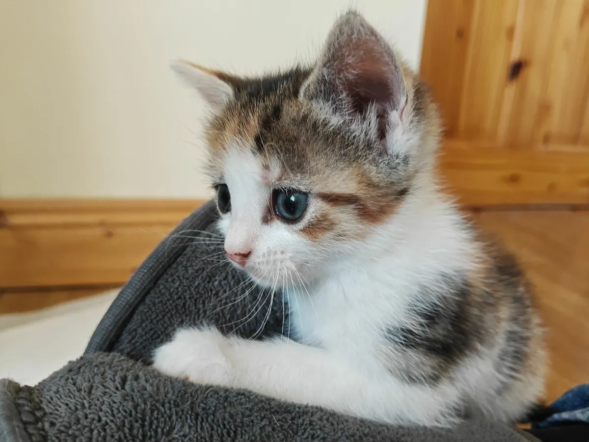 Kitten - Image 3