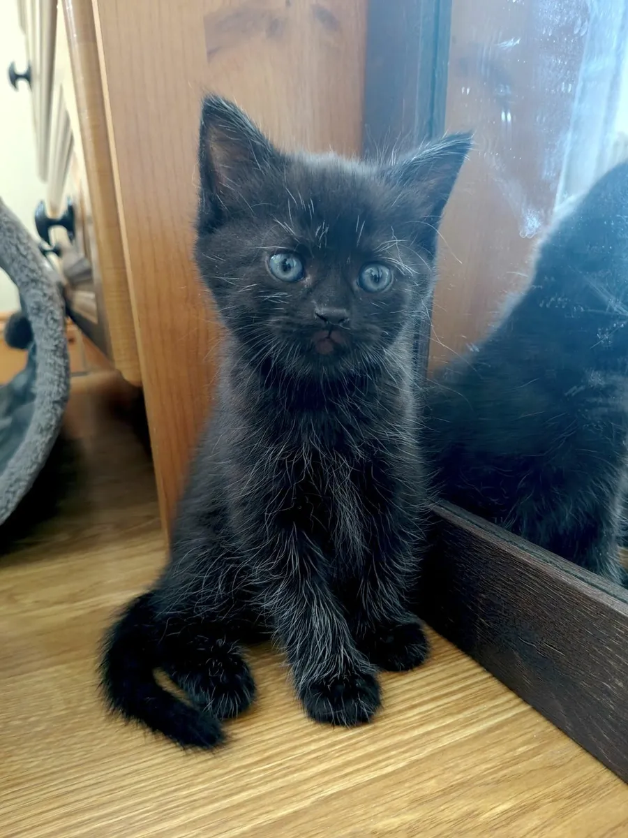 Kitten - Image 4