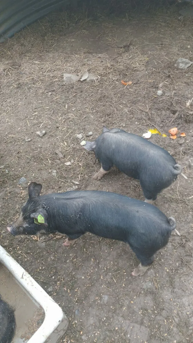 Birkshire piglets - Image 1