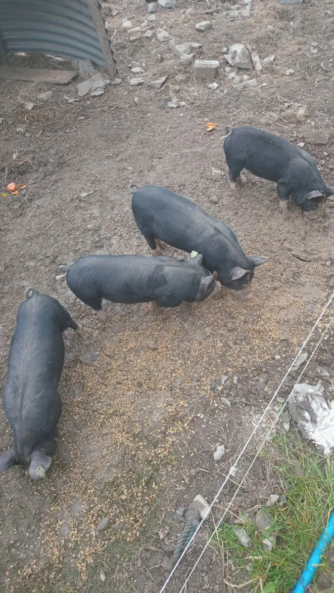 Birkshire piglets - Image 2