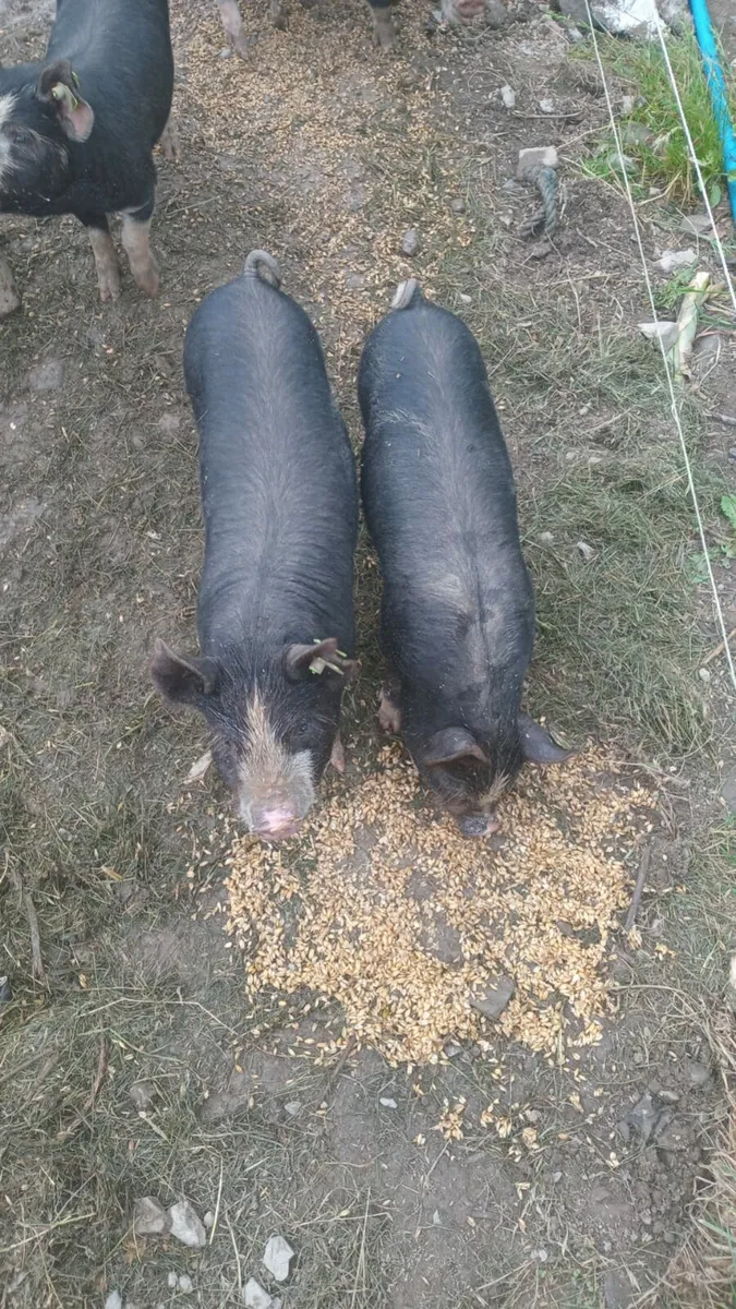 Birkshire piglets - Image 3