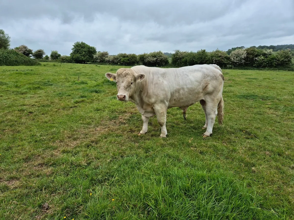 Charolais Bull - Image 4