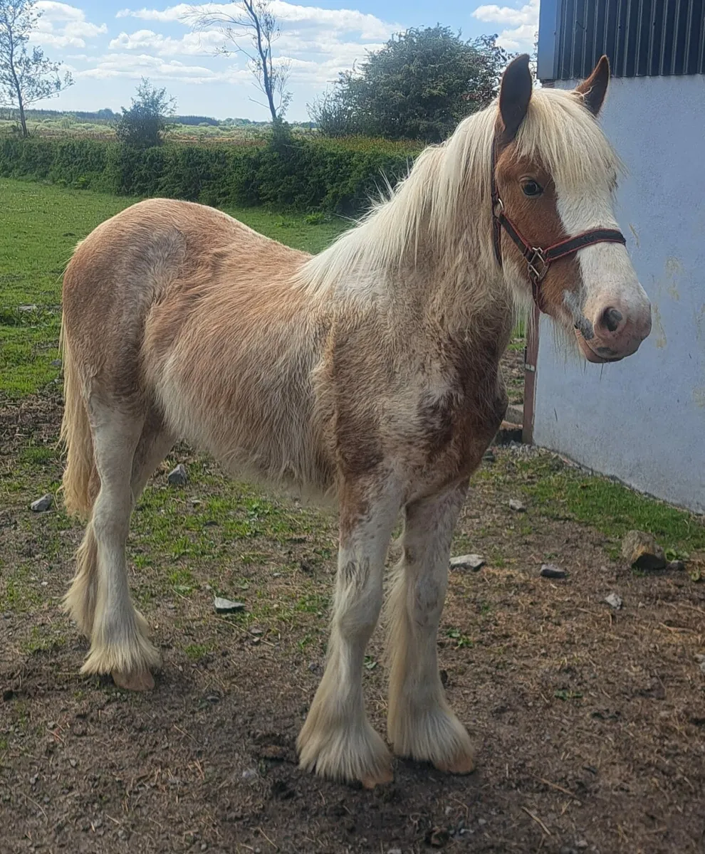 Yearling Filly - Image 4