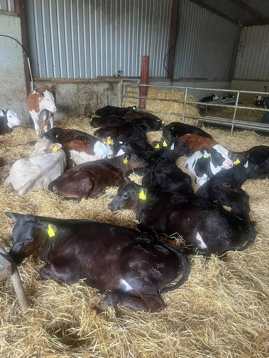 Reared calves - Image 4
