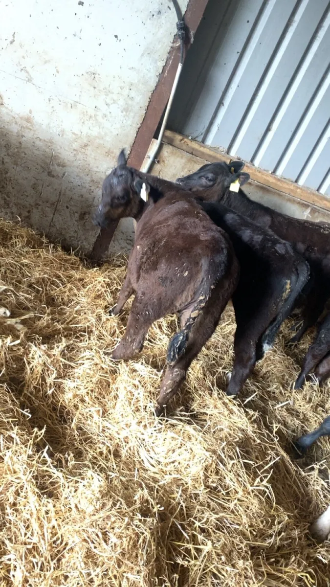 Reared calves - Image 1