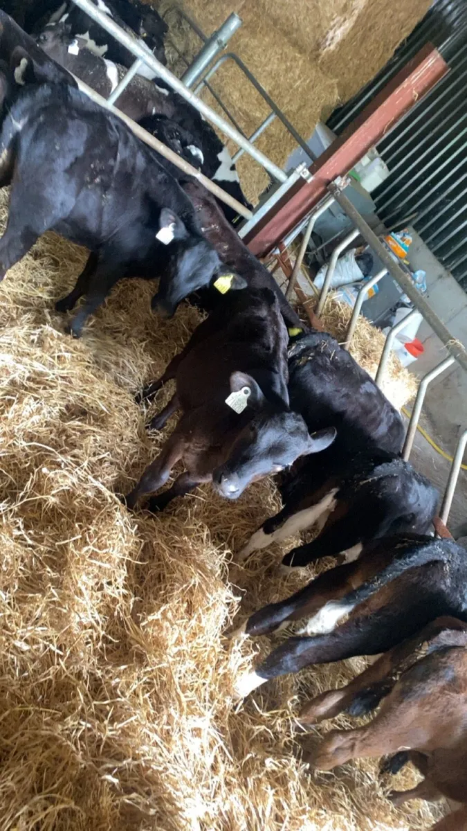 Reared calves - Image 2