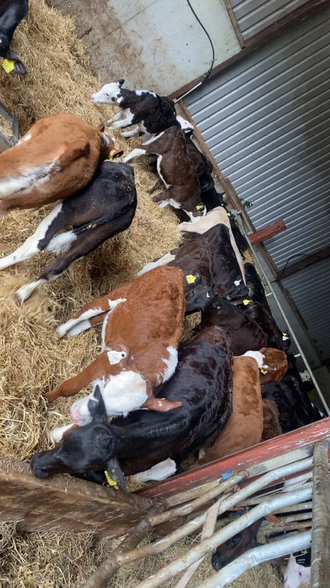Reared calves - Image 3