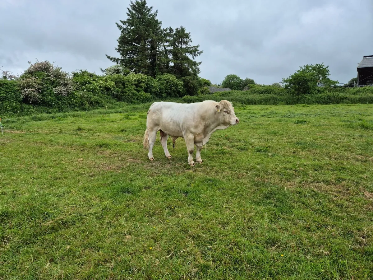 Charolais Bull - Image 1