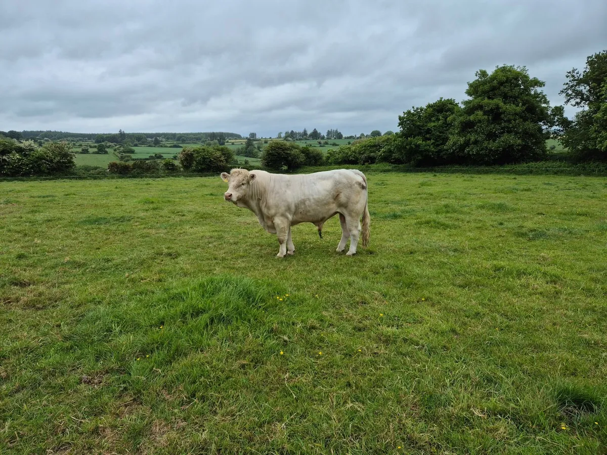 Charolais Bull - Image 2