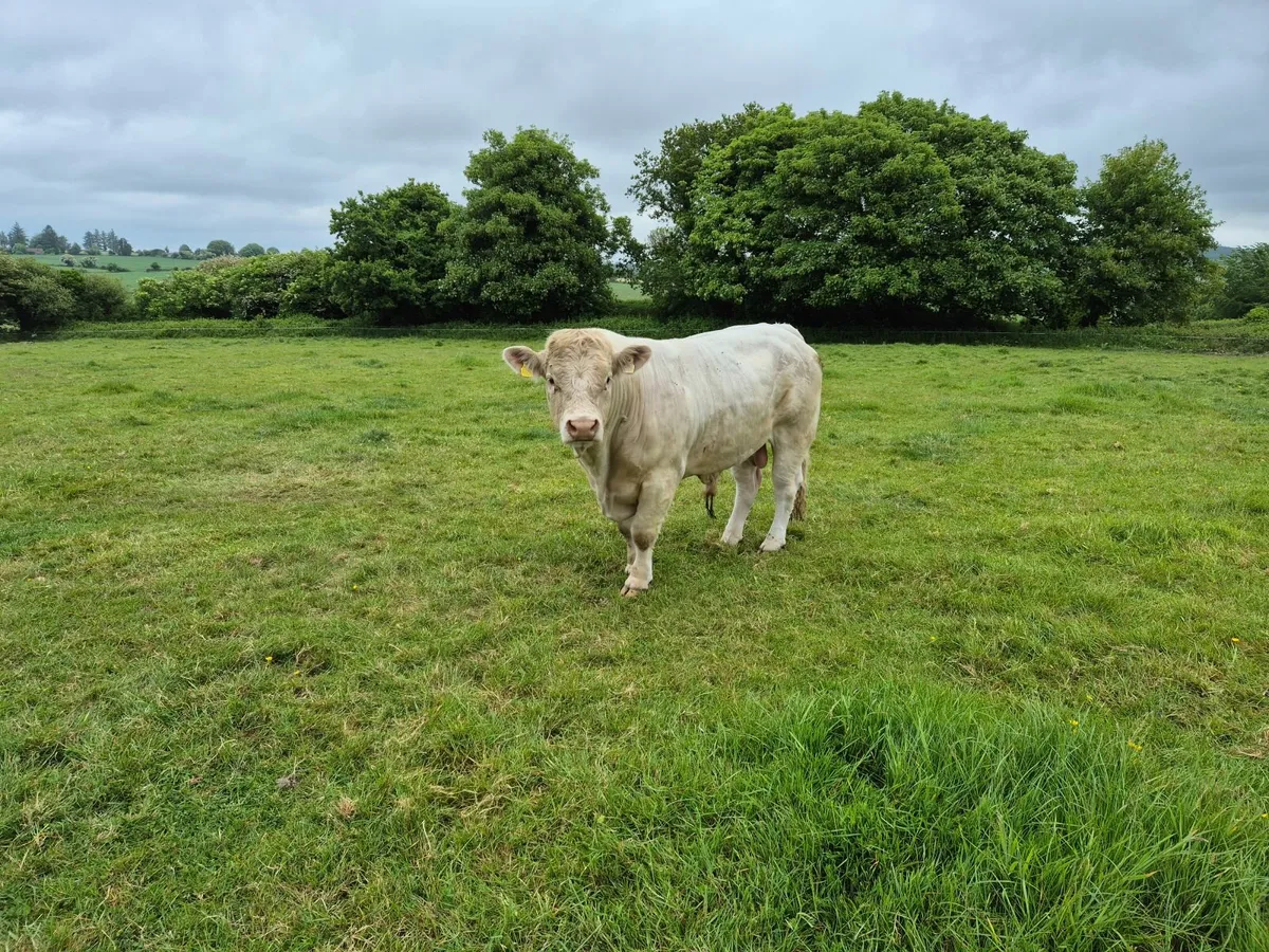 Charolais Bull - Image 3