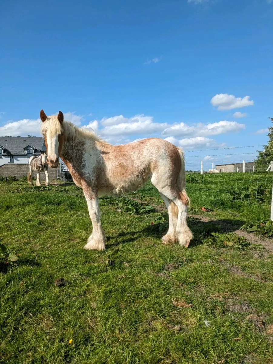 Yearling Filly - Image 1