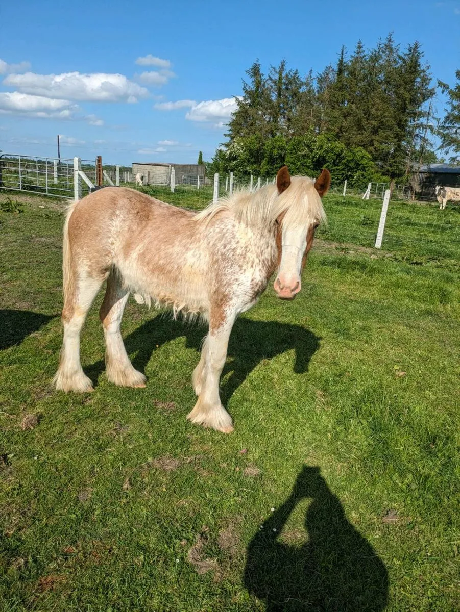 Yearling Filly - Image 2