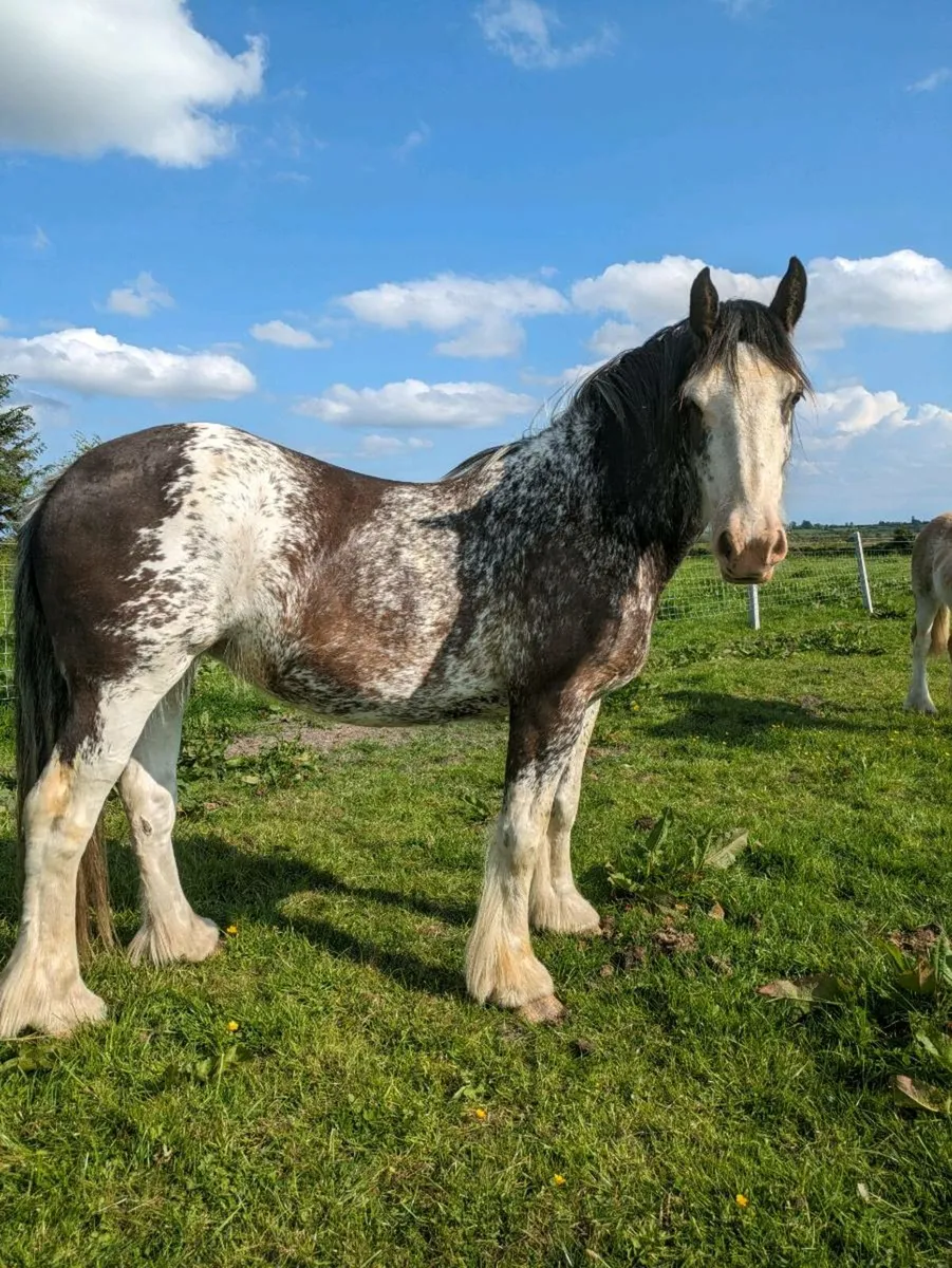 3yr old Filly - Image 1