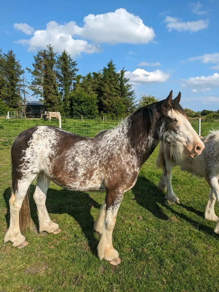 3yr old Filly - Image 2