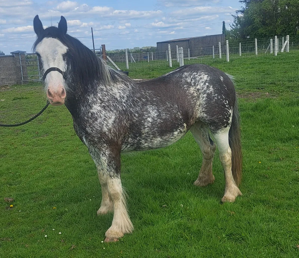 3yr old Filly - Image 3