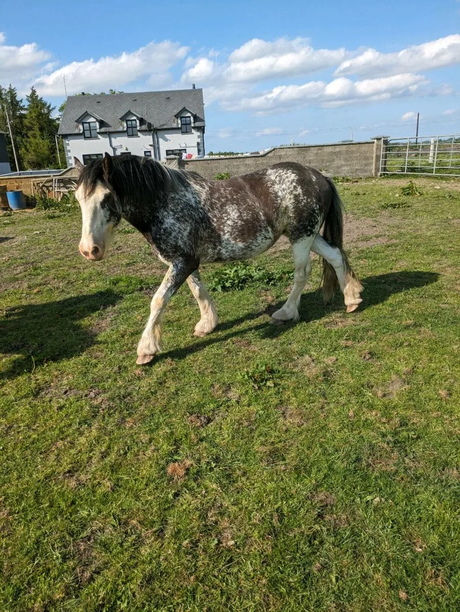3yr old Filly - Image 4