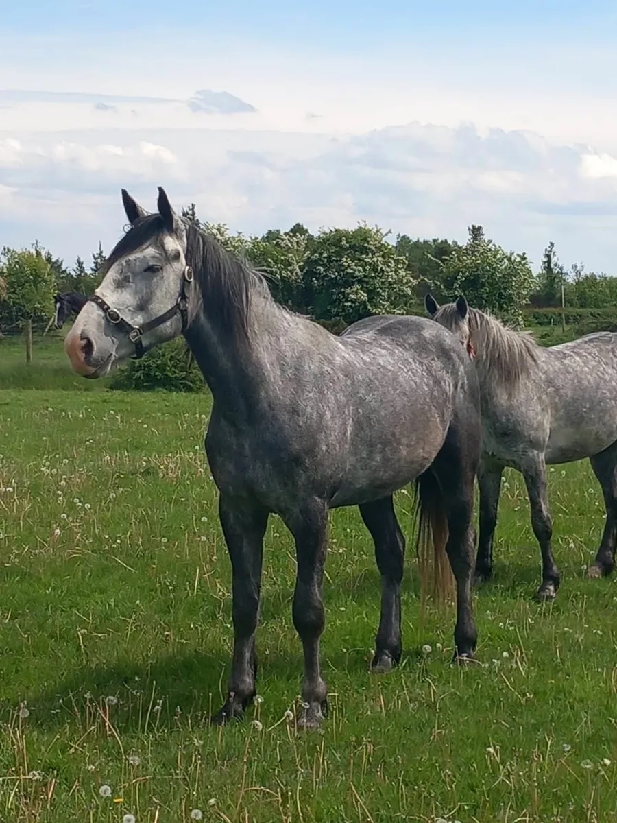 Geldings - Image 1