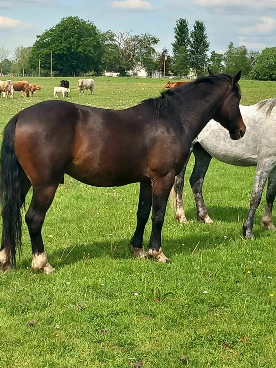 Geldings - Image 2