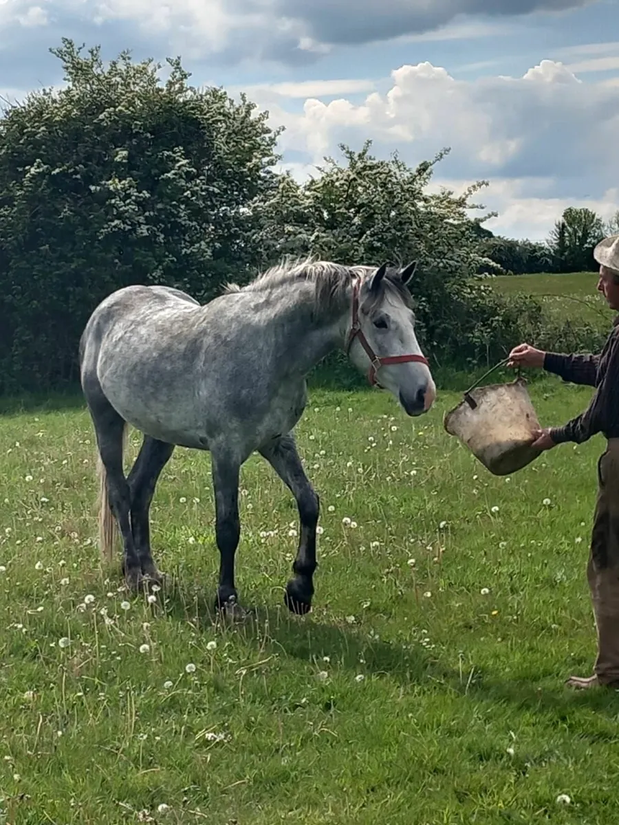 Geldings - Image 3